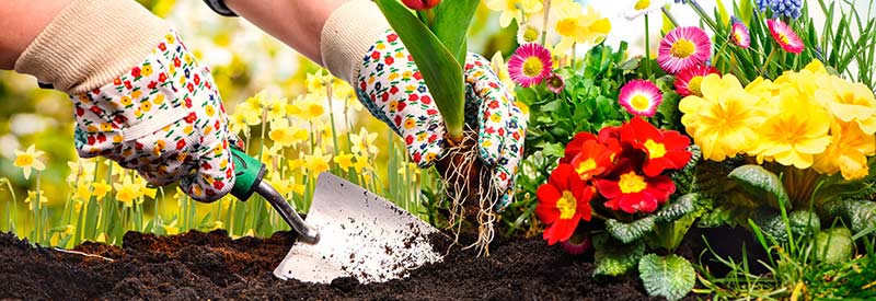 woman planting flowers